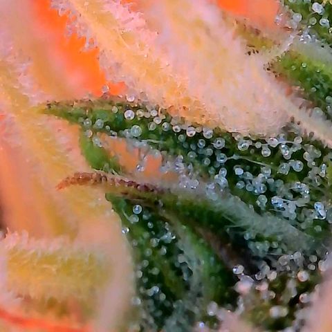Geloctane  growlog photo: Ss 10 weeks old 