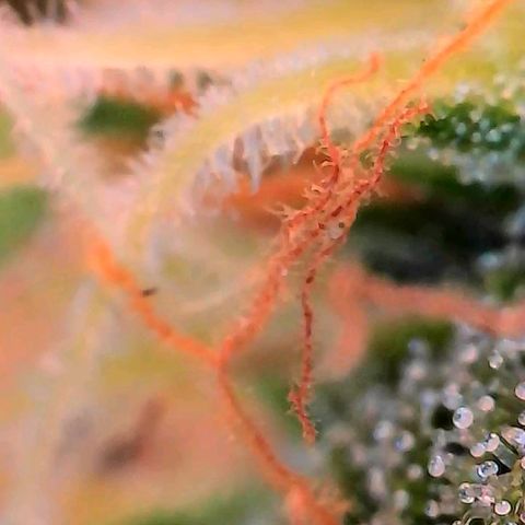 Geloctane  growlog photo: Ss 10 weeks old 