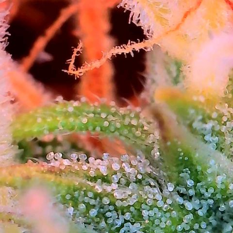Geloctane  growlog photo: Better close ups 