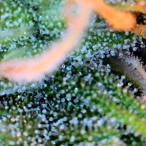 Geloctane  growlog photo: Ss 10 weeks old 