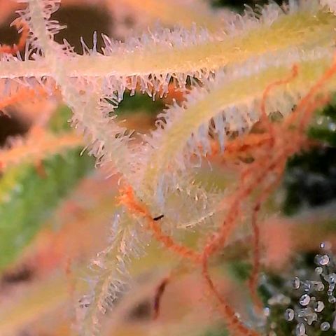 Geloctane  growlog photo: Ss 10 weeks old 