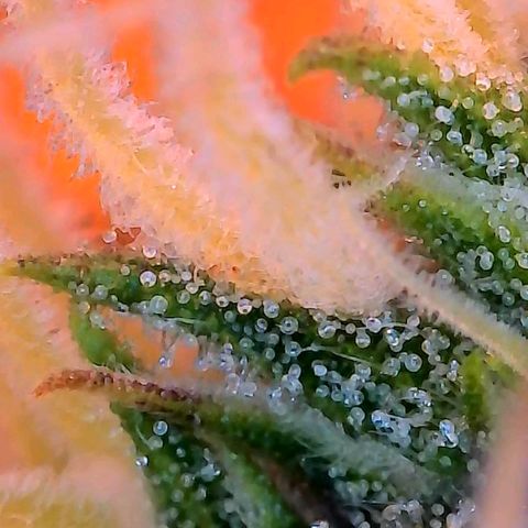 Geloctane  growlog photo: Ss 10 weeks old 