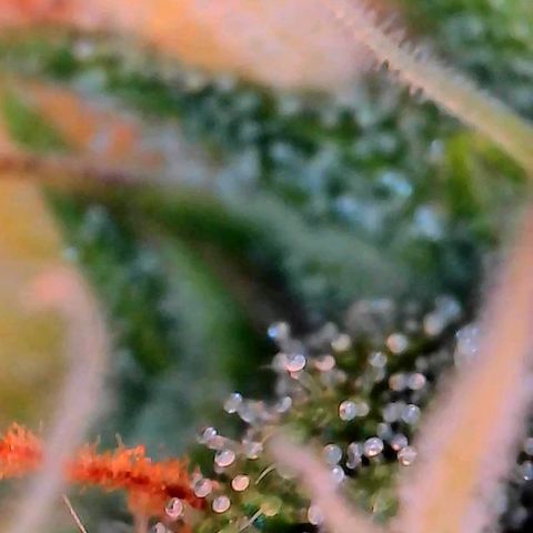 Geloctane  growlog photo: Ss 10 weeks old 