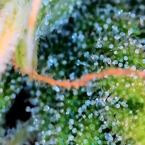 Geloctane  growlog photo: Better close ups 