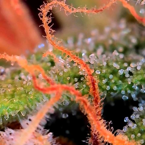 Geloctane  growlog photo: Better close ups 