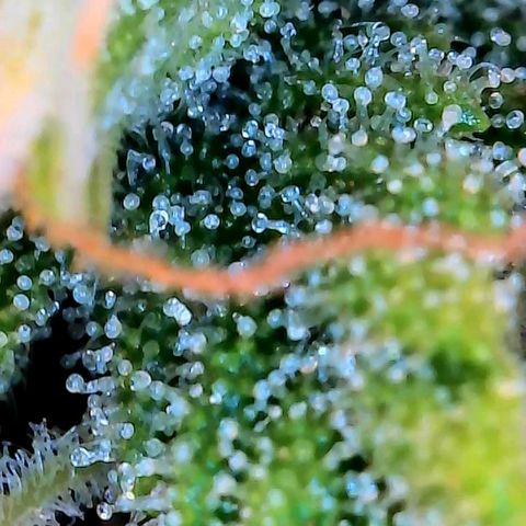 Geloctane  growlog photo: Ss 10 weeks old 