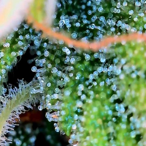 Geloctane  growlog photo: Ss 10 weeks old 