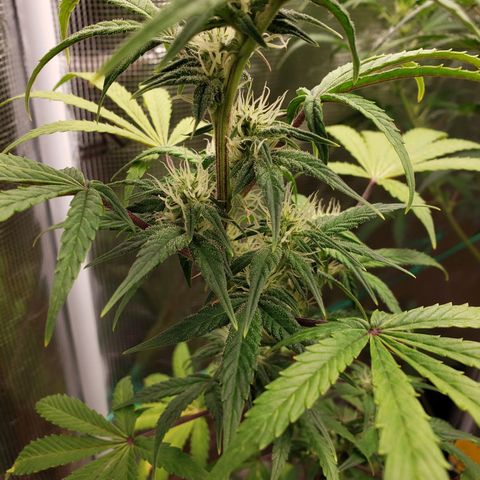 Geloctane  growlog photo: Better close ups 
