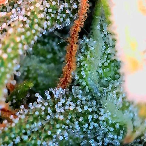 Geloctane  growlog photo: Better close ups 