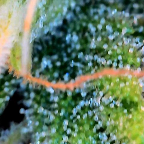 Geloctane  growlog photo: Better close ups 