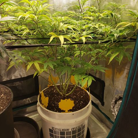 Geloctane  growlog photo: Trimmed geloctane 1:30pm 