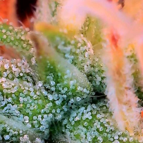 Geloctane  growlog photo: Better close ups 
