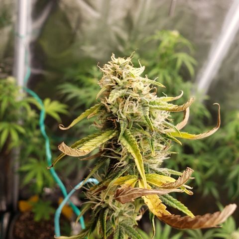 Geloctane  growlog photo: Morning 