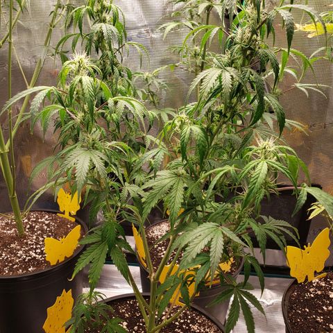 Geloctane  growlog photo: Morning 