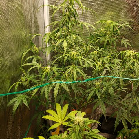 Geloctane  growlog photo: Morning 