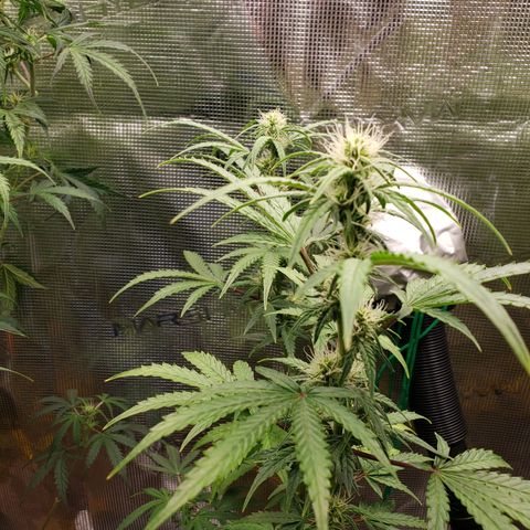 Geloctane  growlog photo: Morning 