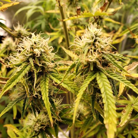 Geloctane  growlog photo: Morning 