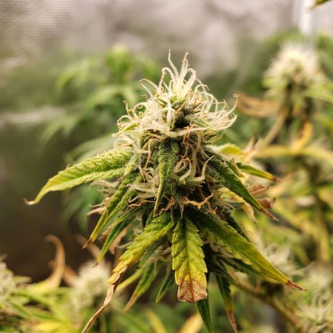 Geloctane  growlog photo: Morning 