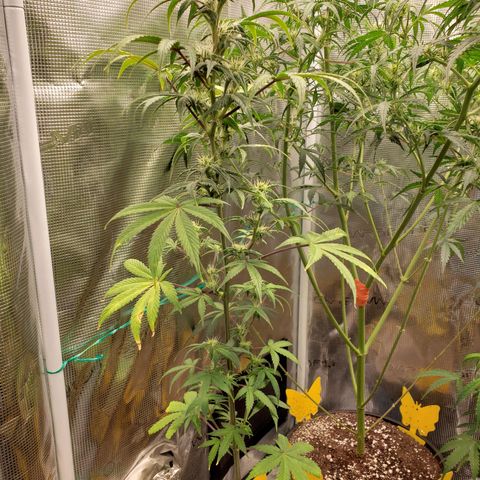 Geloctane  growlog photo: Morning 
