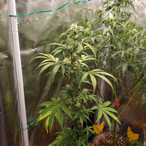 Geloctane  growlog photo: Morning 