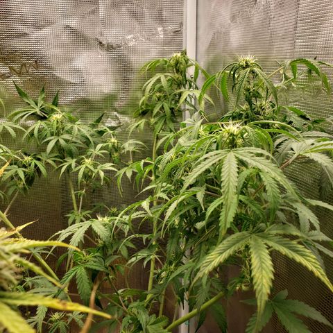 Geloctane  growlog photo: Morning 