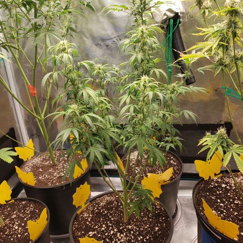 Geloctane  growlog photo: Morning 