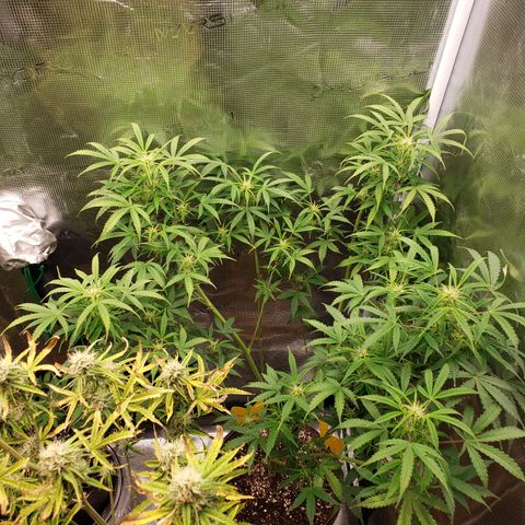 Geloctane  growlog photo: Morning 