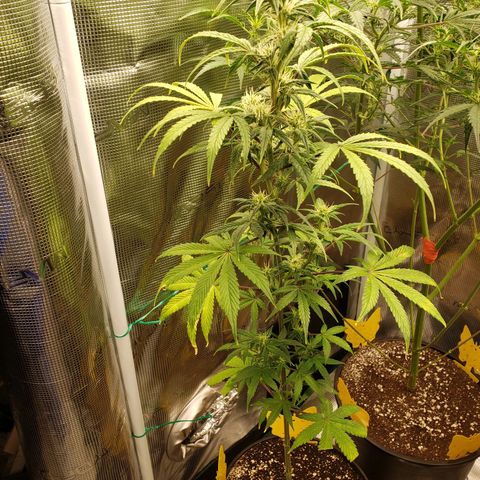Geloctane  growlog photo: Morning 