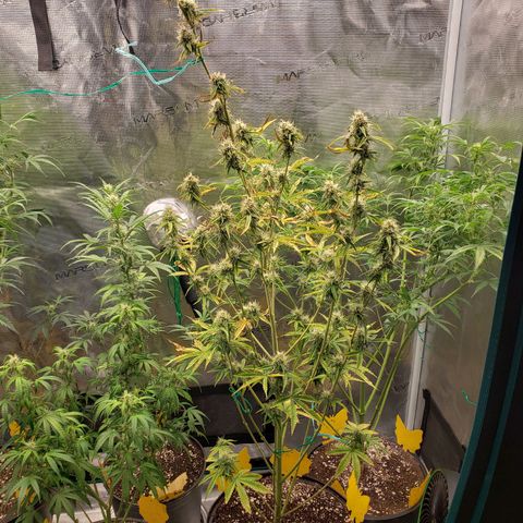 Geloctane  growlog photo: Morning 