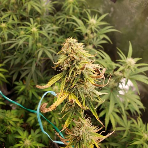 Geloctane  growlog photo: Good morning 
