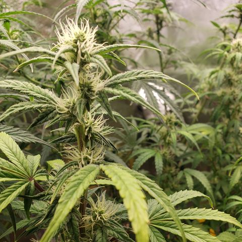 Geloctane  growlog photo: Good morning 