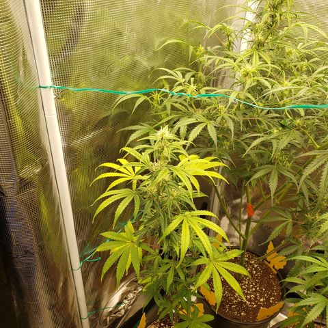 Geloctane  growlog photo: Good morning 