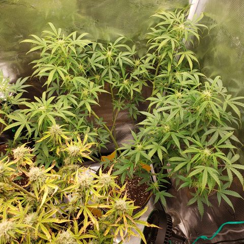 Geloctane  growlog photo: Good morning 