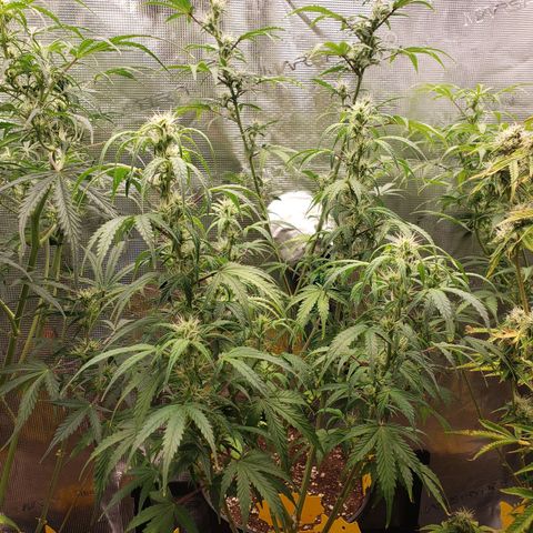 Geloctane  growlog photo: Good morning 