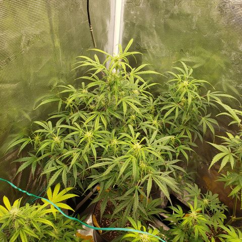 Geloctane  growlog photo: Good morning 