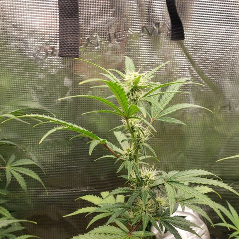 Geloctane  growlog photo: Good morning 