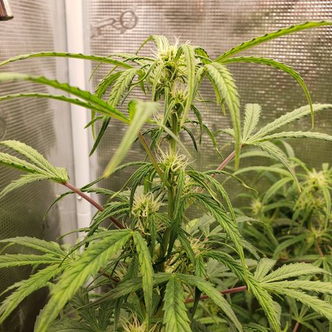 Geloctane  growlog photo: Good morning 
