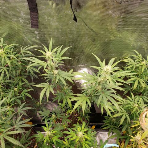 Geloctane  growlog photo: Good morning 