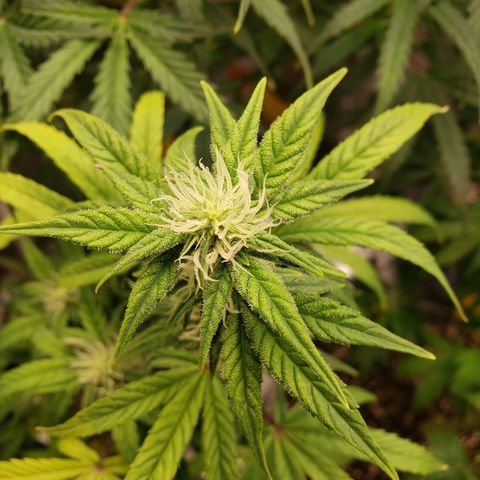 Geloctane  growlog photo: Good morning 