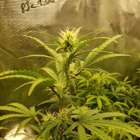 Geloctane  growlog photo: Morning 
