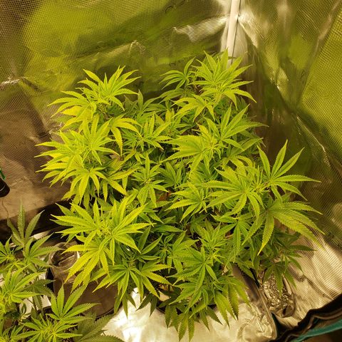 Geloctane  growlog photo: Morning 