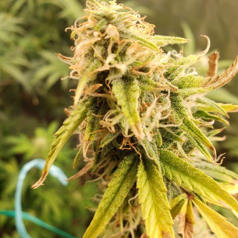 Geloctane  growlog photo: Morning 