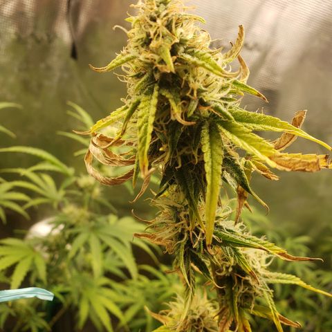 Geloctane  growlog photo: Morning 