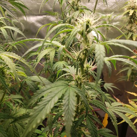 Geloctane  growlog photo: Morning 