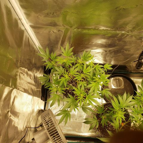 Geloctane  growlog photo: Morning 