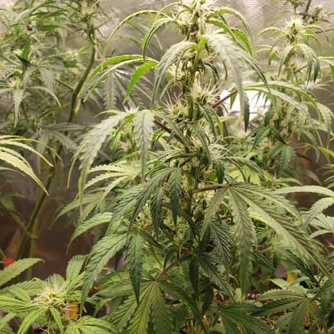 Geloctane  growlog photo: Morning 
