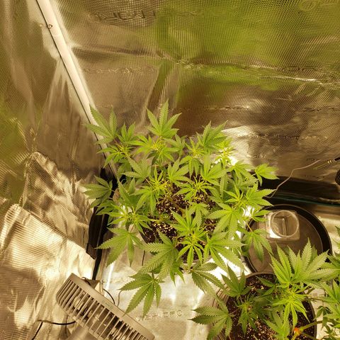 Geloctane  growlog photo: Morning 