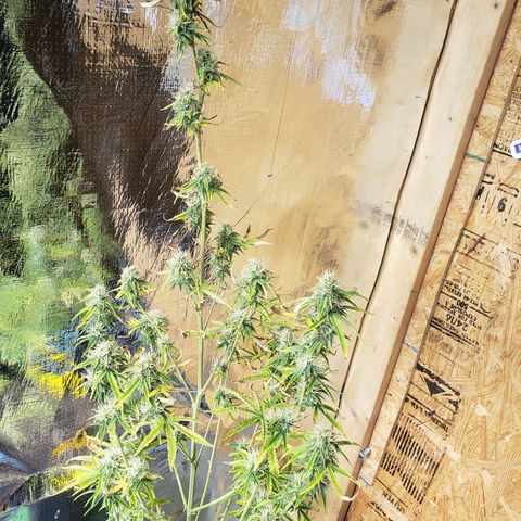 Geloctane  growlog photo: Almost ready 