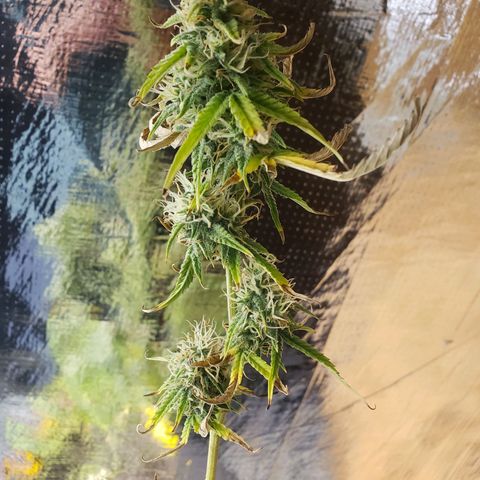 Geloctane  growlog photo: Almost ready 