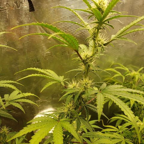 Geloctane  growlog photo: Almost ready 